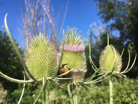 Image of Nevada Bumble Bee