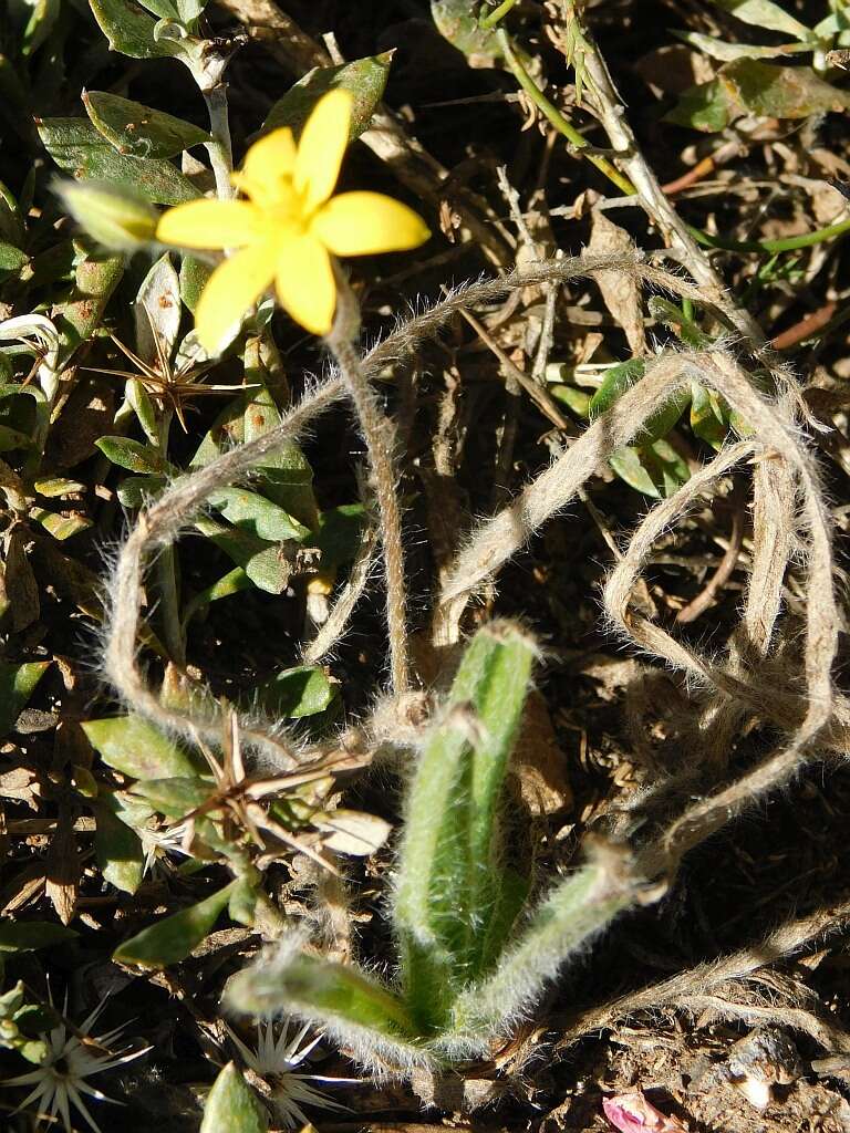 Image of Hypoxis floccosa Baker