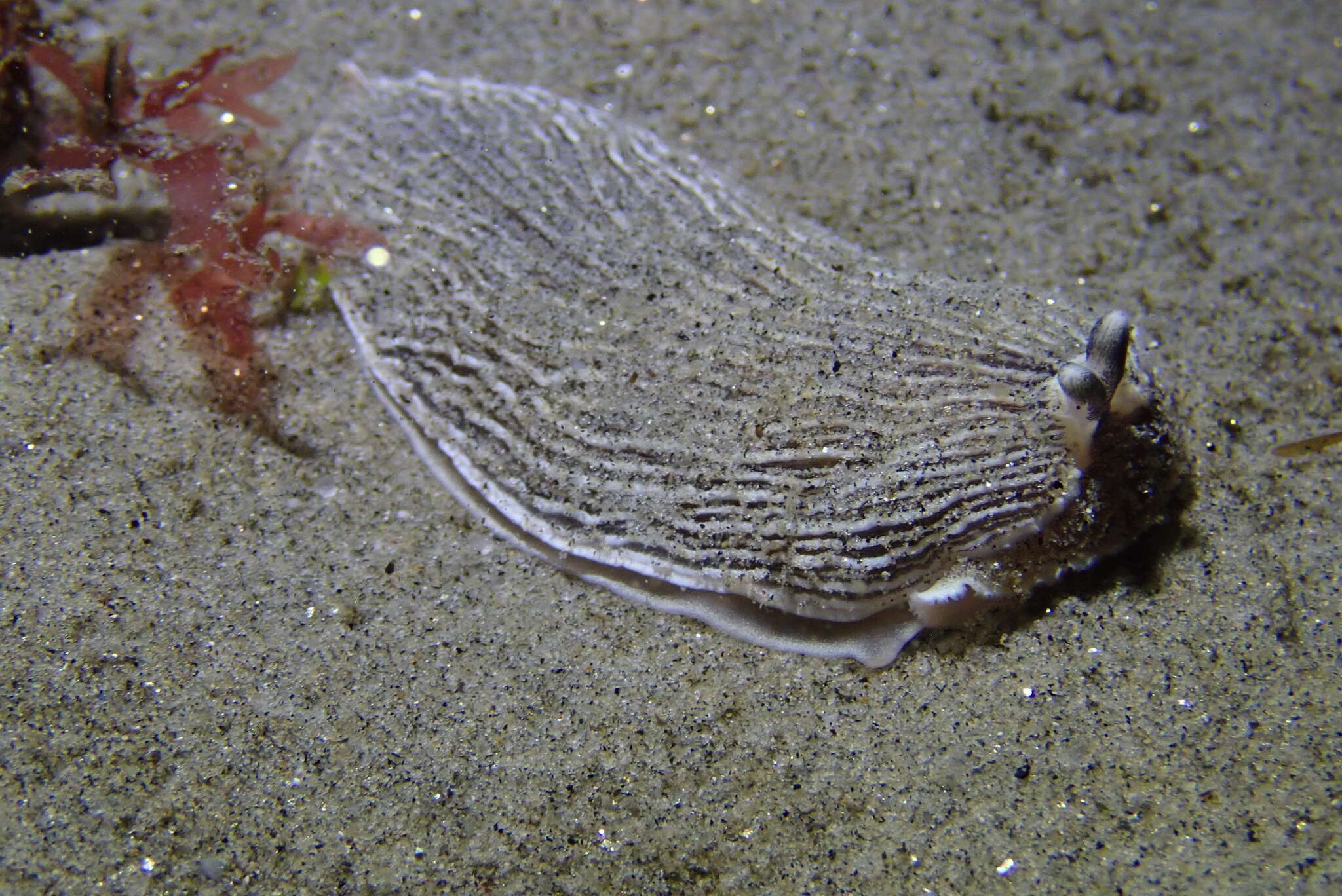 Image de Armina californica (J. G. Cooper 1863)