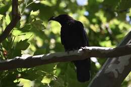 Image of Corvus brachyrhynchos brachyrhynchos Brehm & CL 1822