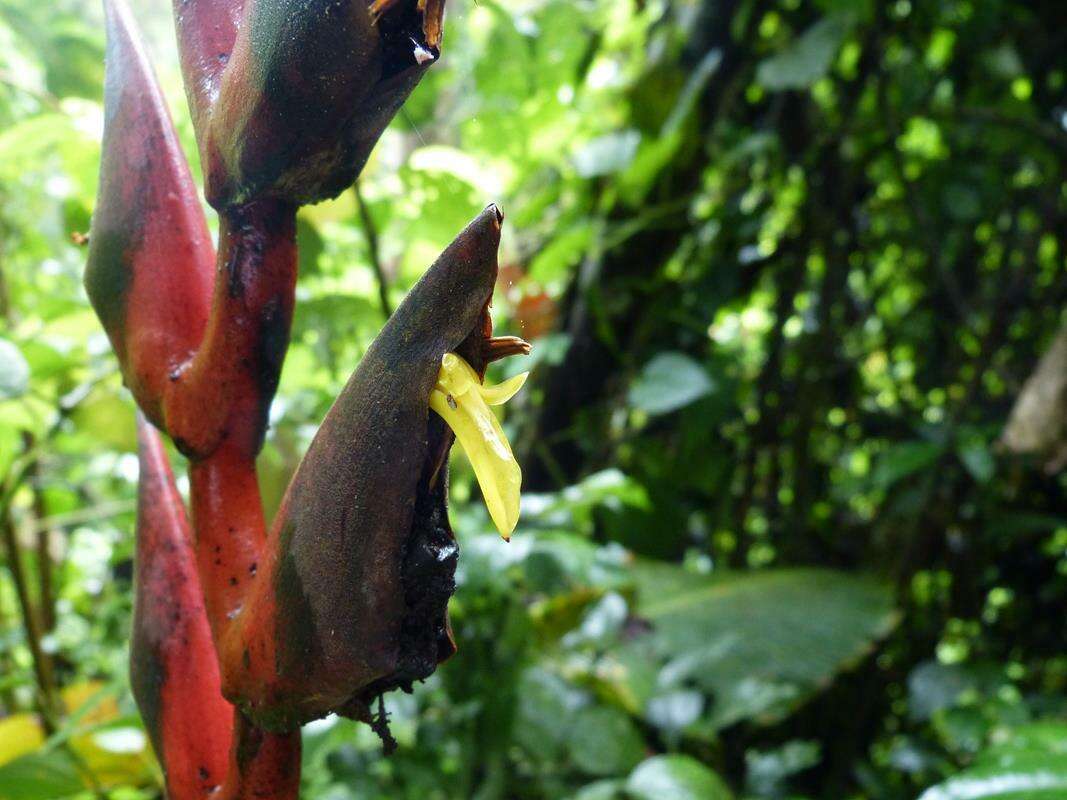 Image of Heliconia curtispatha Petersen