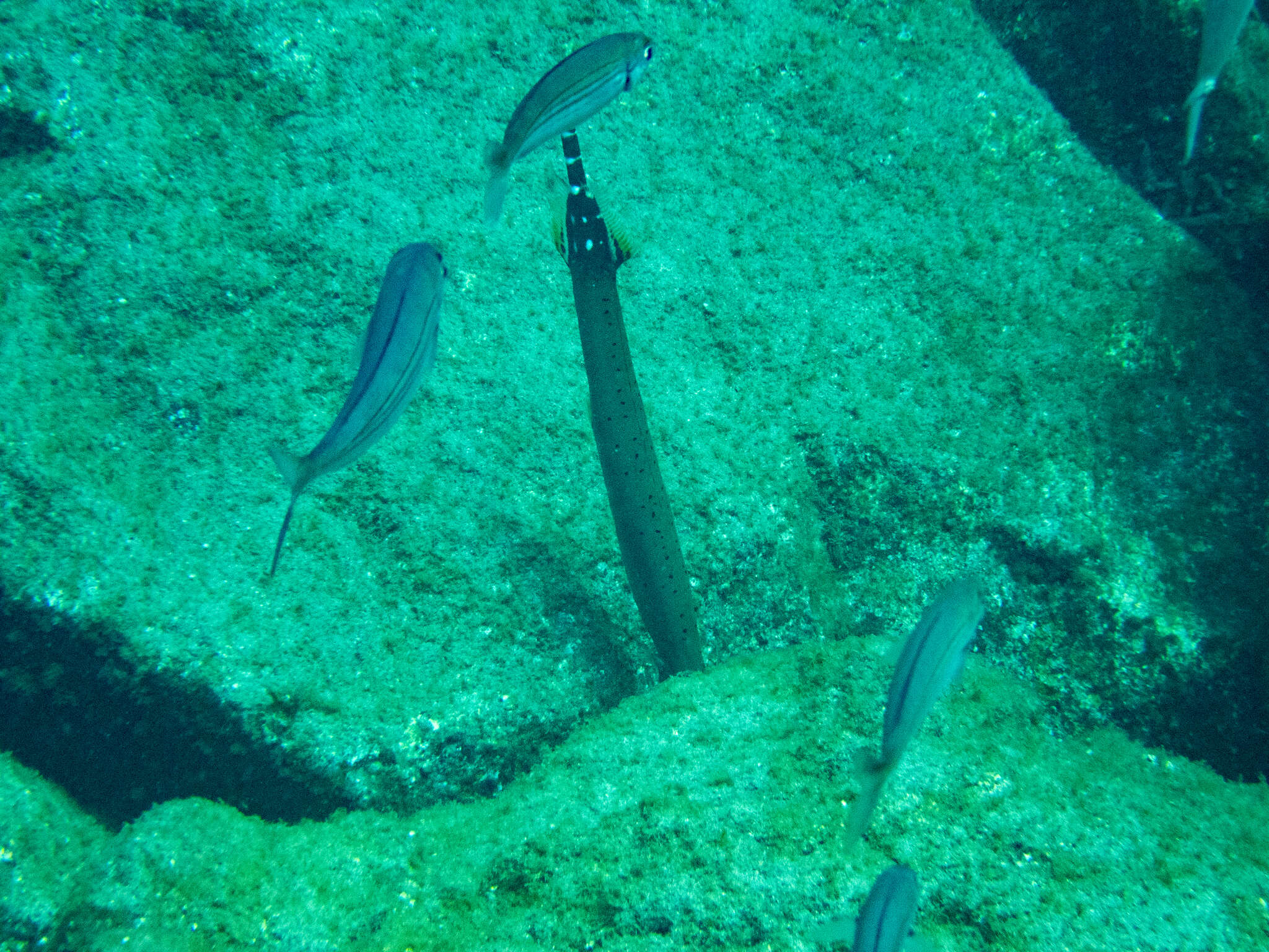 Image of Atlantic cornetfish