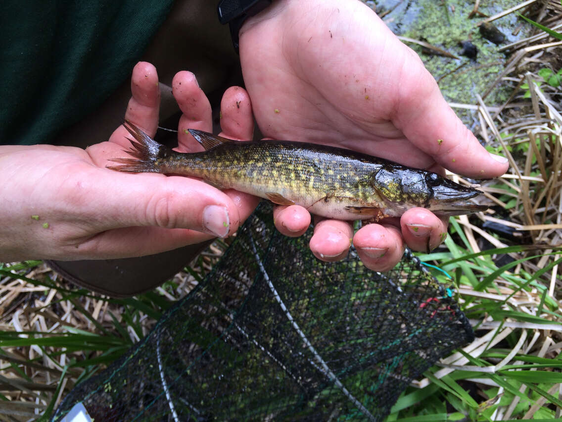 Image of Redfin Pickerel