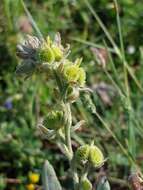 Image of Cynoglossum clandestinum Desf.