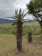 Aloe candelabrum A. Berger resmi