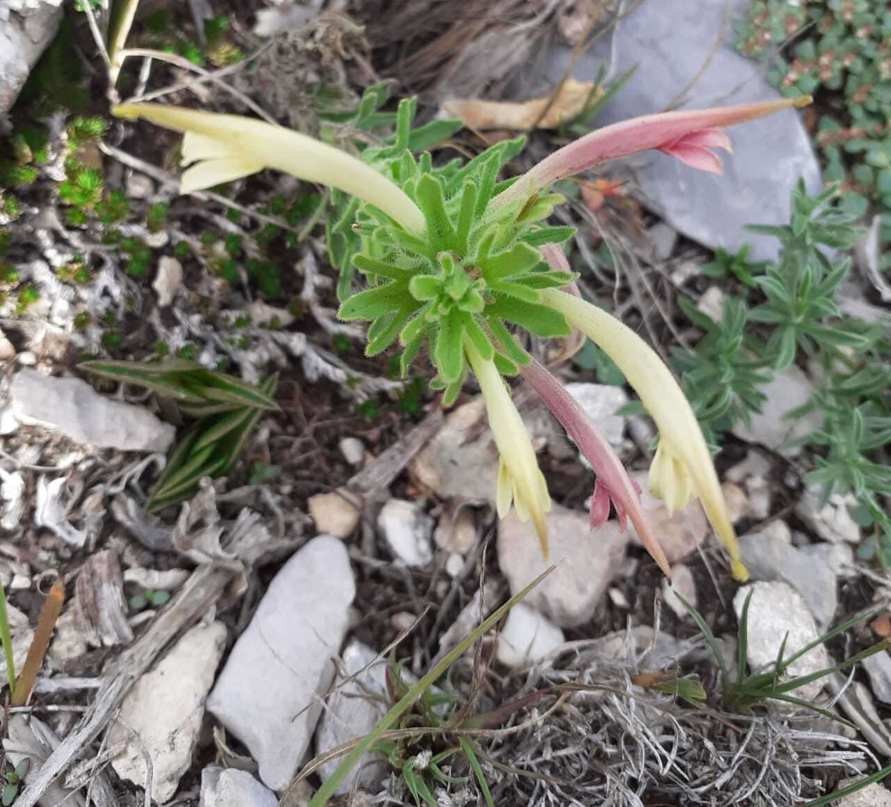 Plancia ëd Castilleja mexicana (Hemsl.) Gray