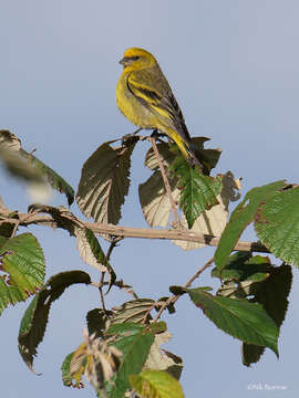 Image of Yellow-crowned Canary