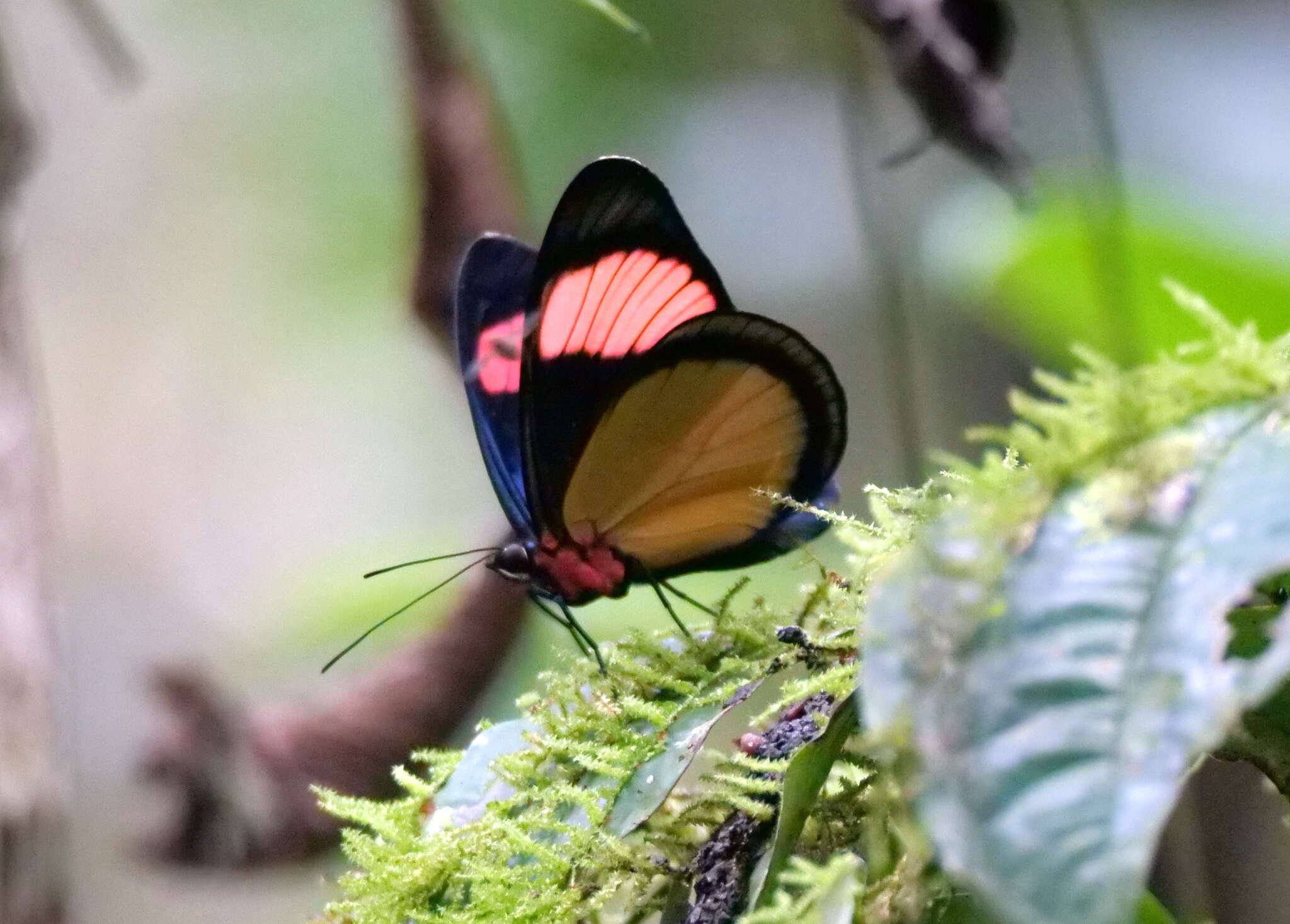 Imagem de Batesia hypochlora Felder 1862