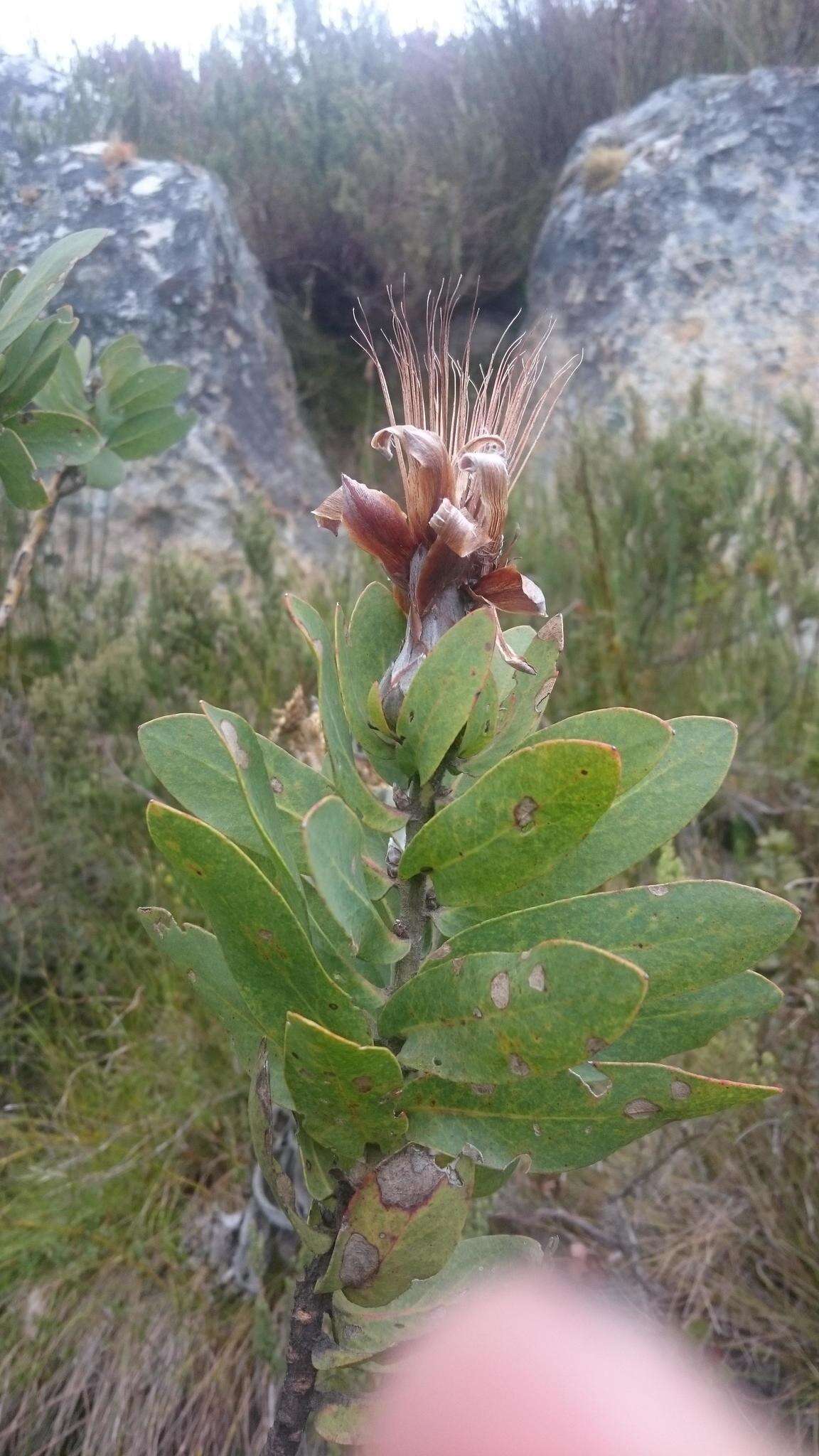 Imagem de Protea aurea subsp. aurea