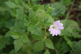 Image of Pencilled Crane's-bill