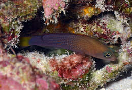 Image of Orangespotted dottyback