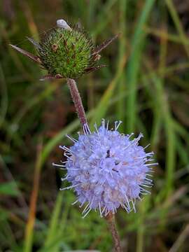 Image of Devil’s Bit Scabious