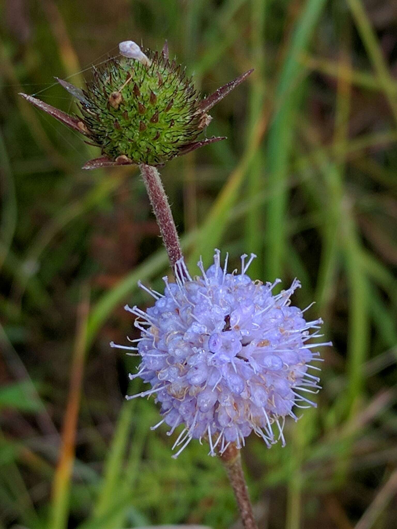 Image of Devil’s Bit Scabious