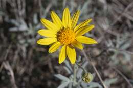 Image of hairyseed bahia