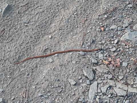 Image of Big Bend Black-headed Snake