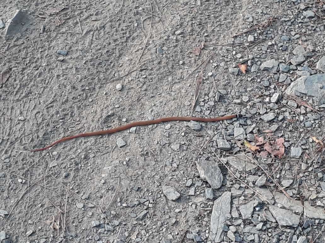 Image of Big Bend Black-headed Snake