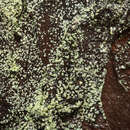 Image of Nylander's lecidea lichen