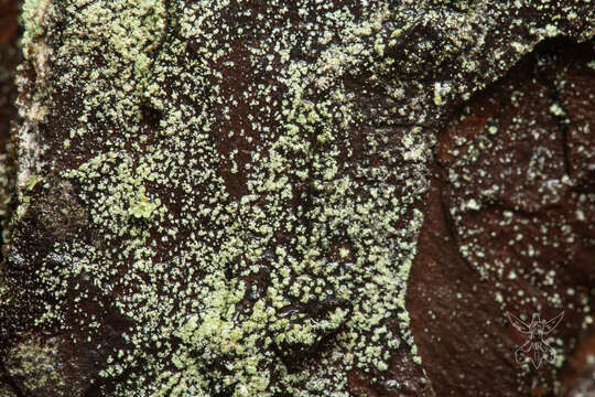 Image of Nylander's lecidea lichen