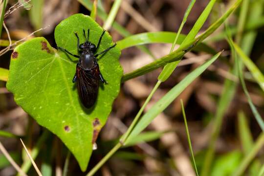 Image of Mydas maculiventris (Westwood 1835)