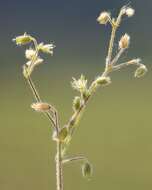 صورة Cerastium brachypetalum Desf. ex Pers.