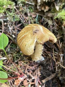 Image of Inocybe phaeocystidiosa Esteve-Rav., G. Moreno & Bon 1987