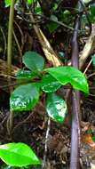 صورة Ardisia chinensis Benth.