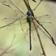 Image of Mangrove Darner