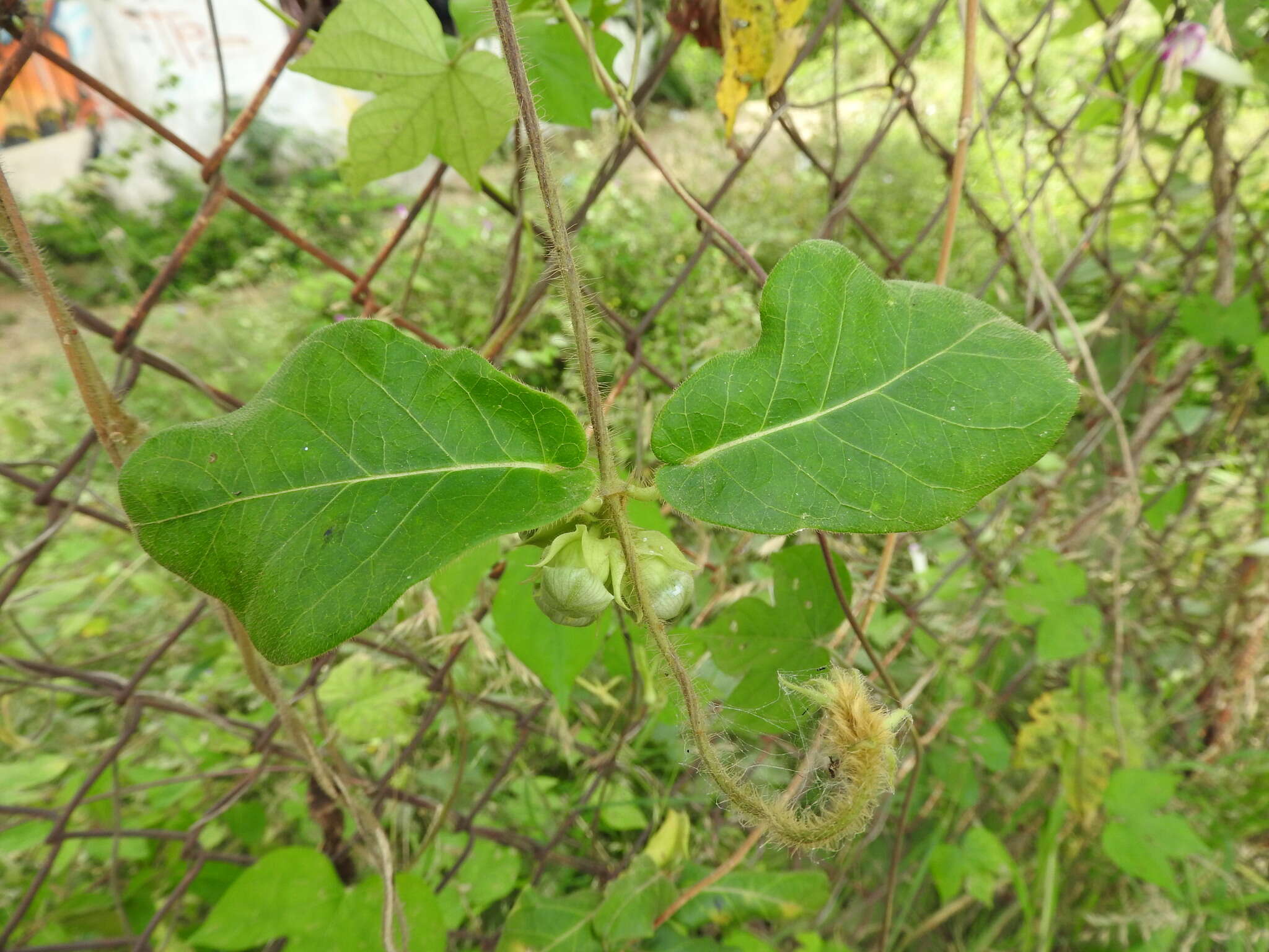 Image of Macroscepis diademata (Ker-Gawl.) W. D. Stevens