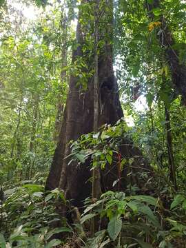 Image of Terminalia costaricensis (Stace) Gere & Boatwr.