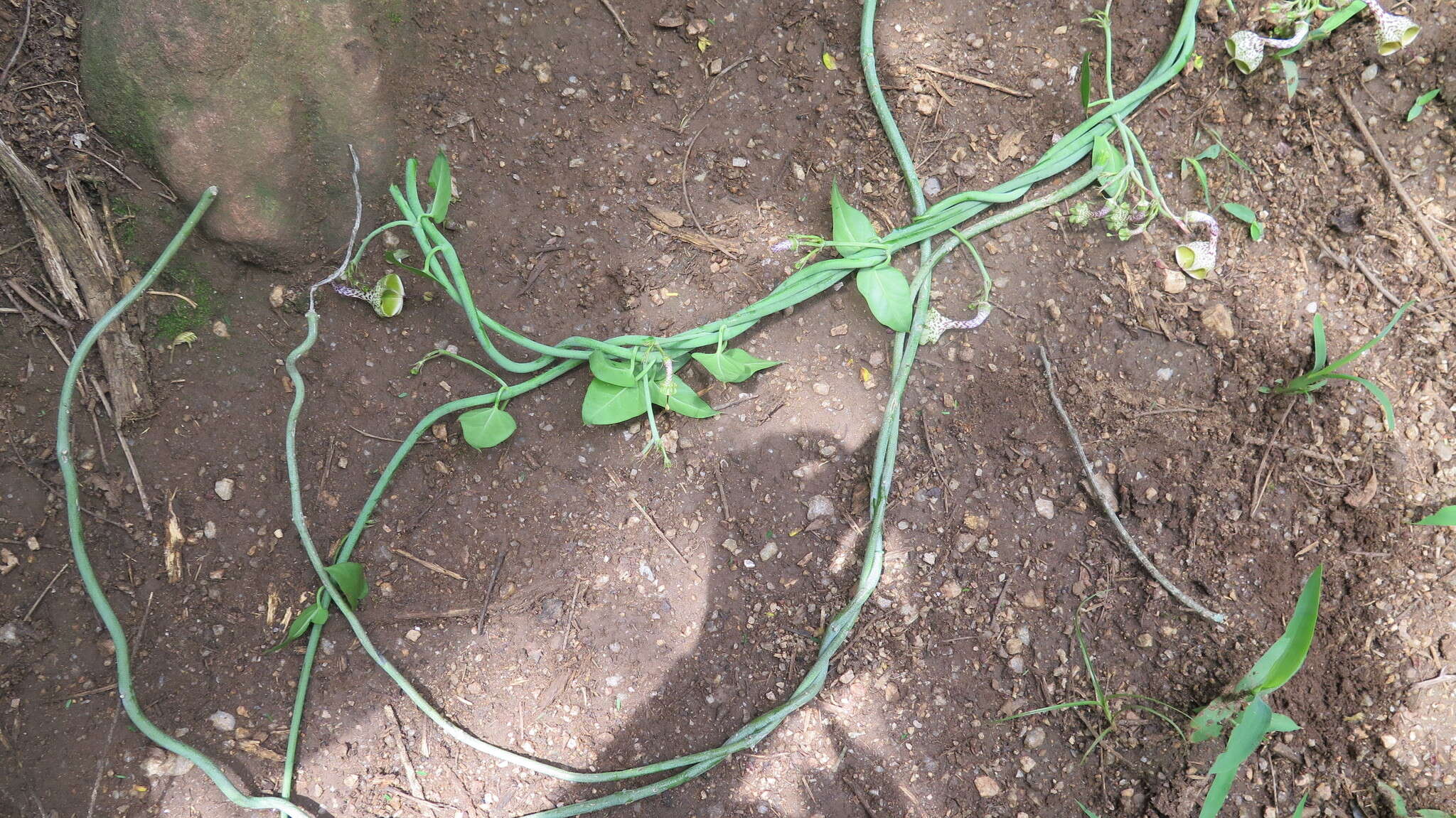 Image of Ceropegia distincta N. E. Br.