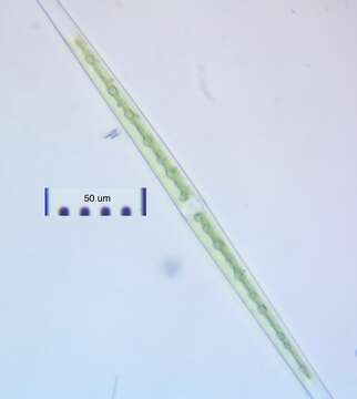 Image of Closterium aciculare T. West 1860