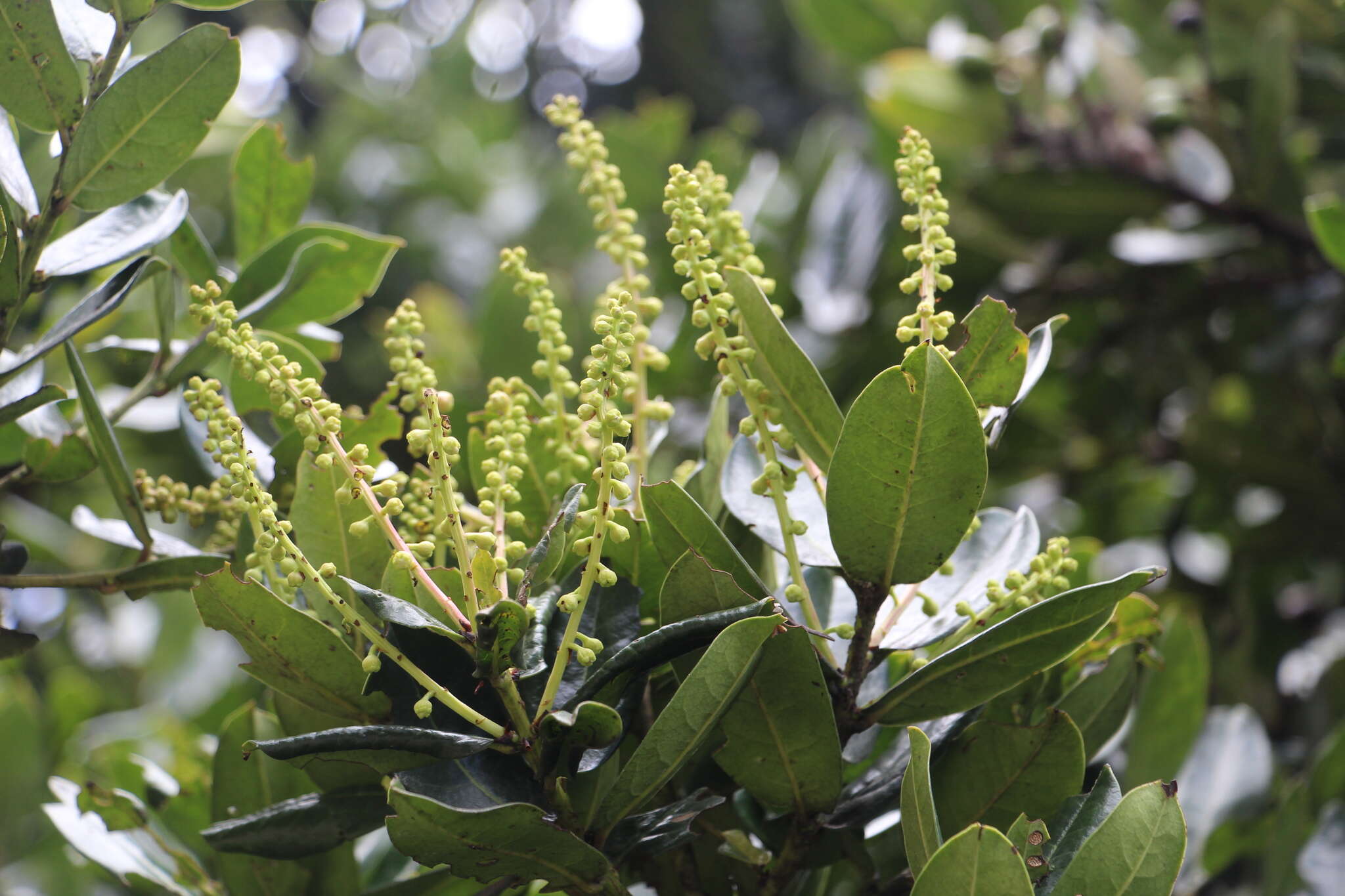 Image of Prunus buxifolia Koehne