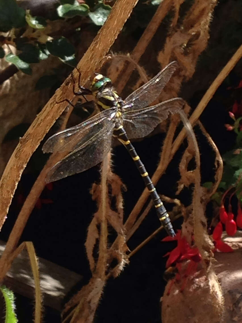 Image of golden-ringed dragonfly