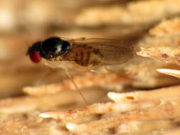 Image of Mycodrosophila claytonae Wheeler & Takada 1963