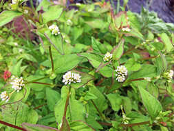 Sivun Persicaria thunbergii (Sieb. & Zucc.) H. Gross kuva