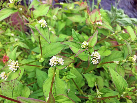 Imagem de Persicaria thunbergii (Sieb. & Zucc.) H. Gross