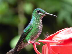 Image of Green-crowned Brilliant