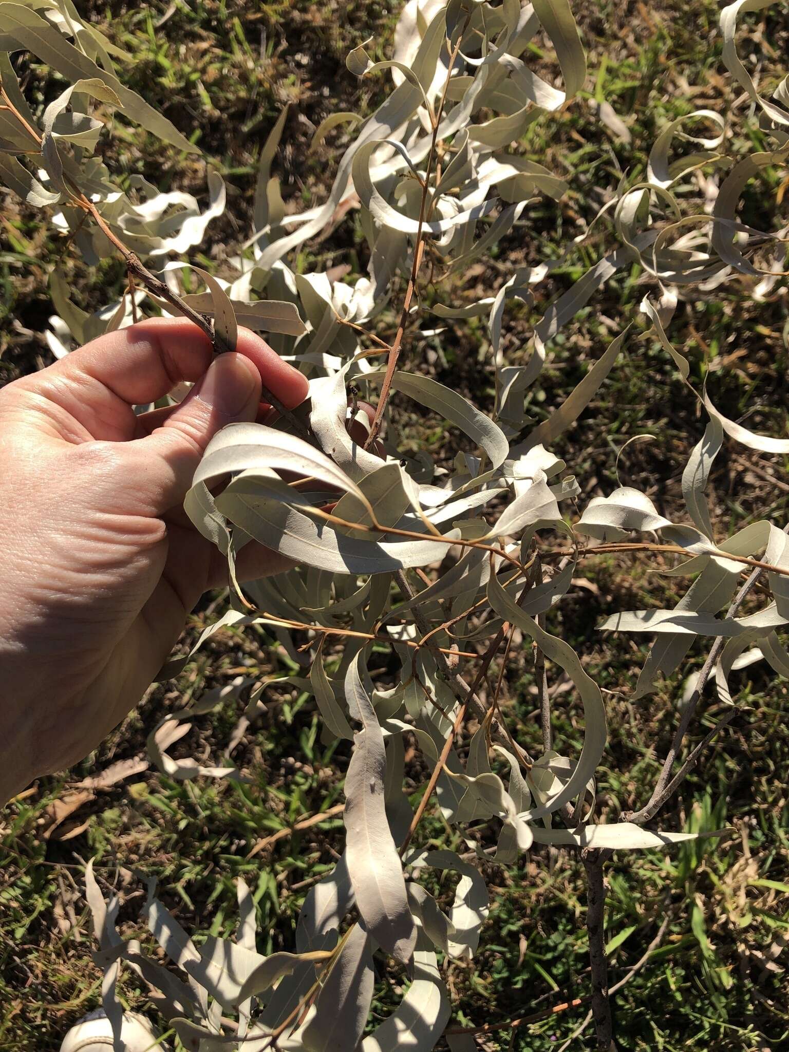 Image of Eucalyptus tereticornis subsp. tereticornis