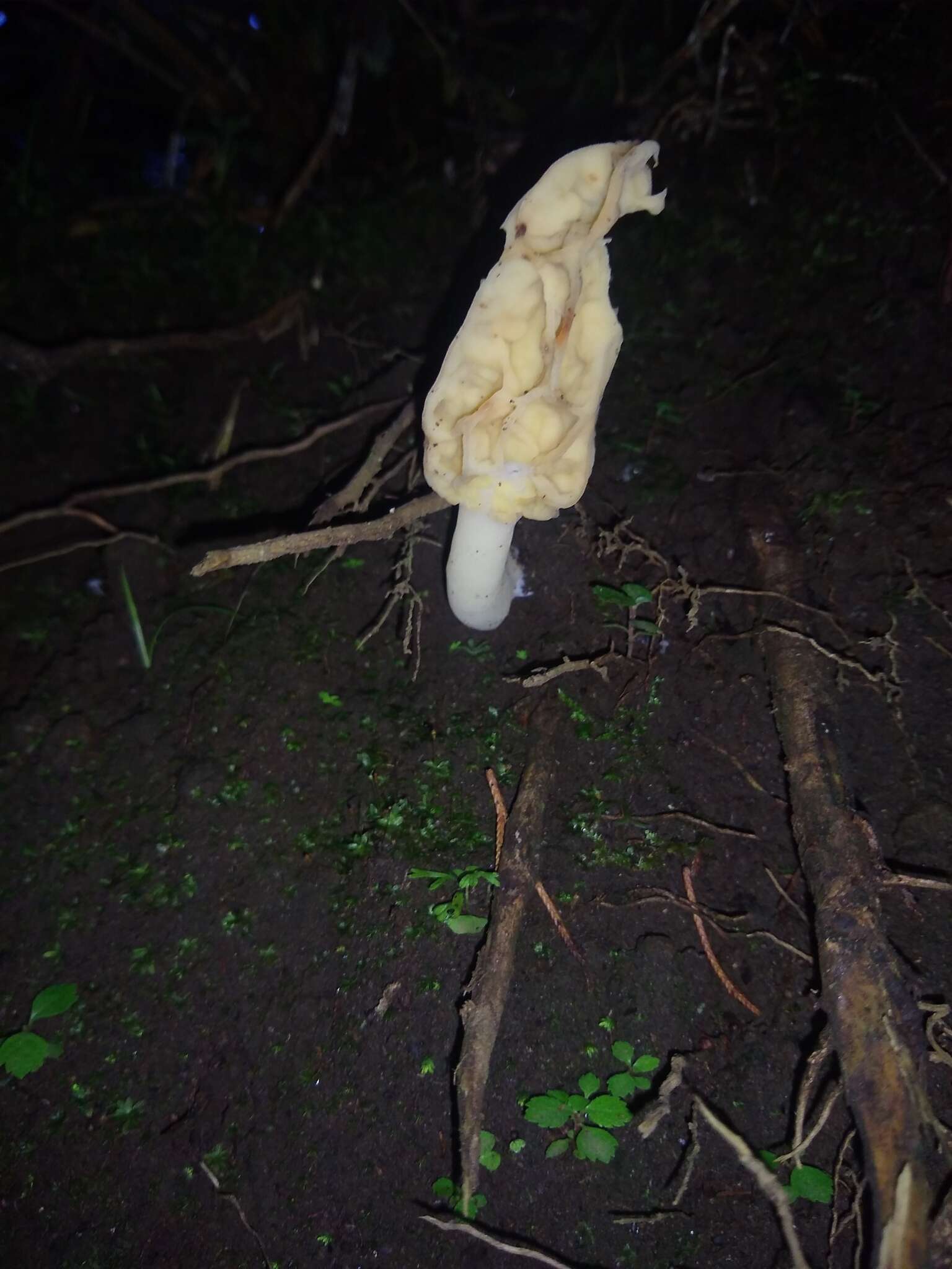 Image of Morchella herediana L. D. Gómez 1971