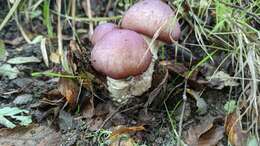 Image of Cortinarius lebre Garrido 1988