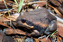 Image of Giant Banjo Frog