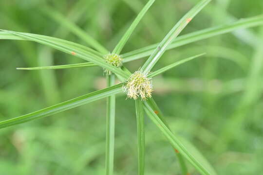 Image of Cyperus hortensis (Salzm. ex Steud.) Dorr