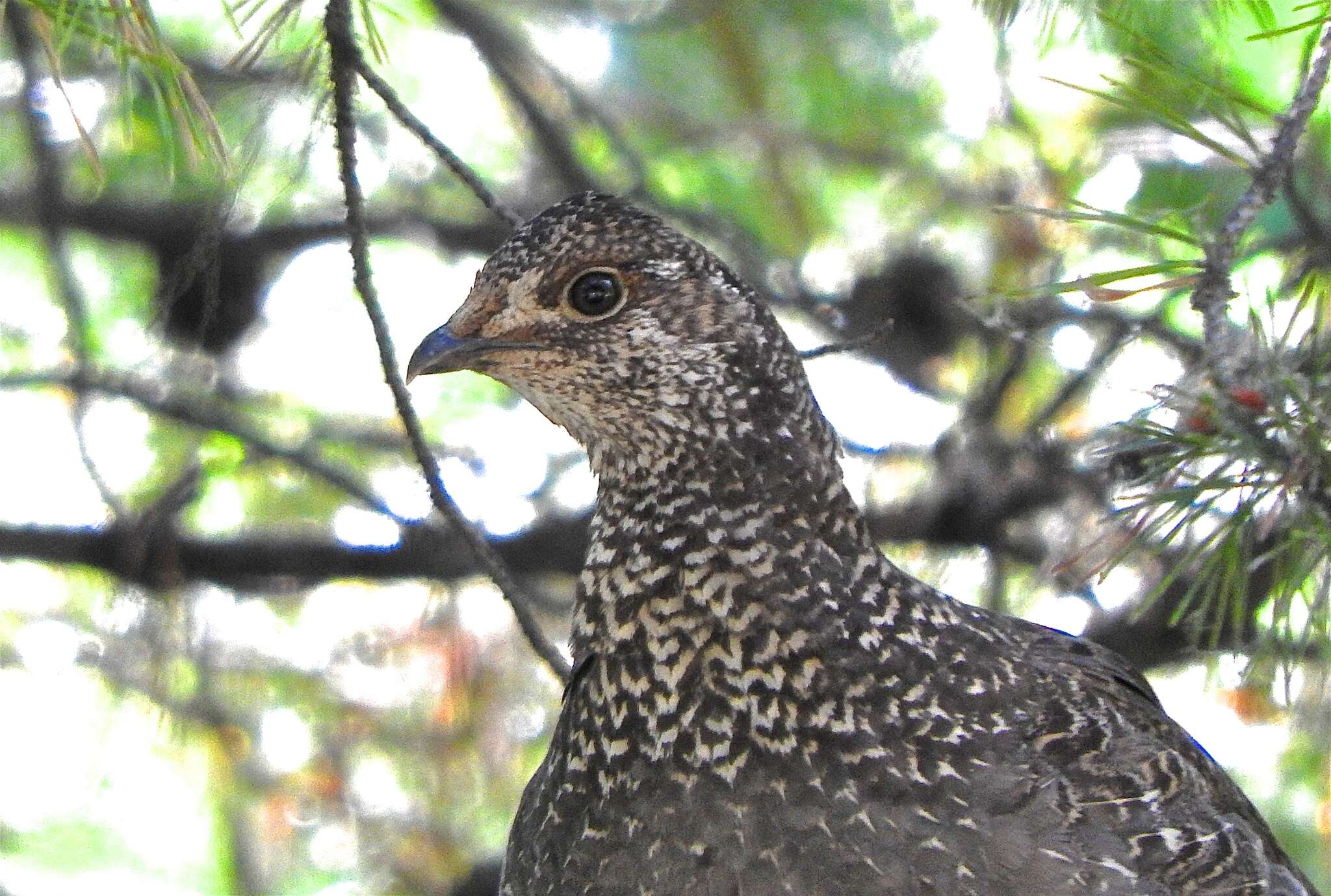 Image of Dendragapus obscurus pallidus Swarth 1931