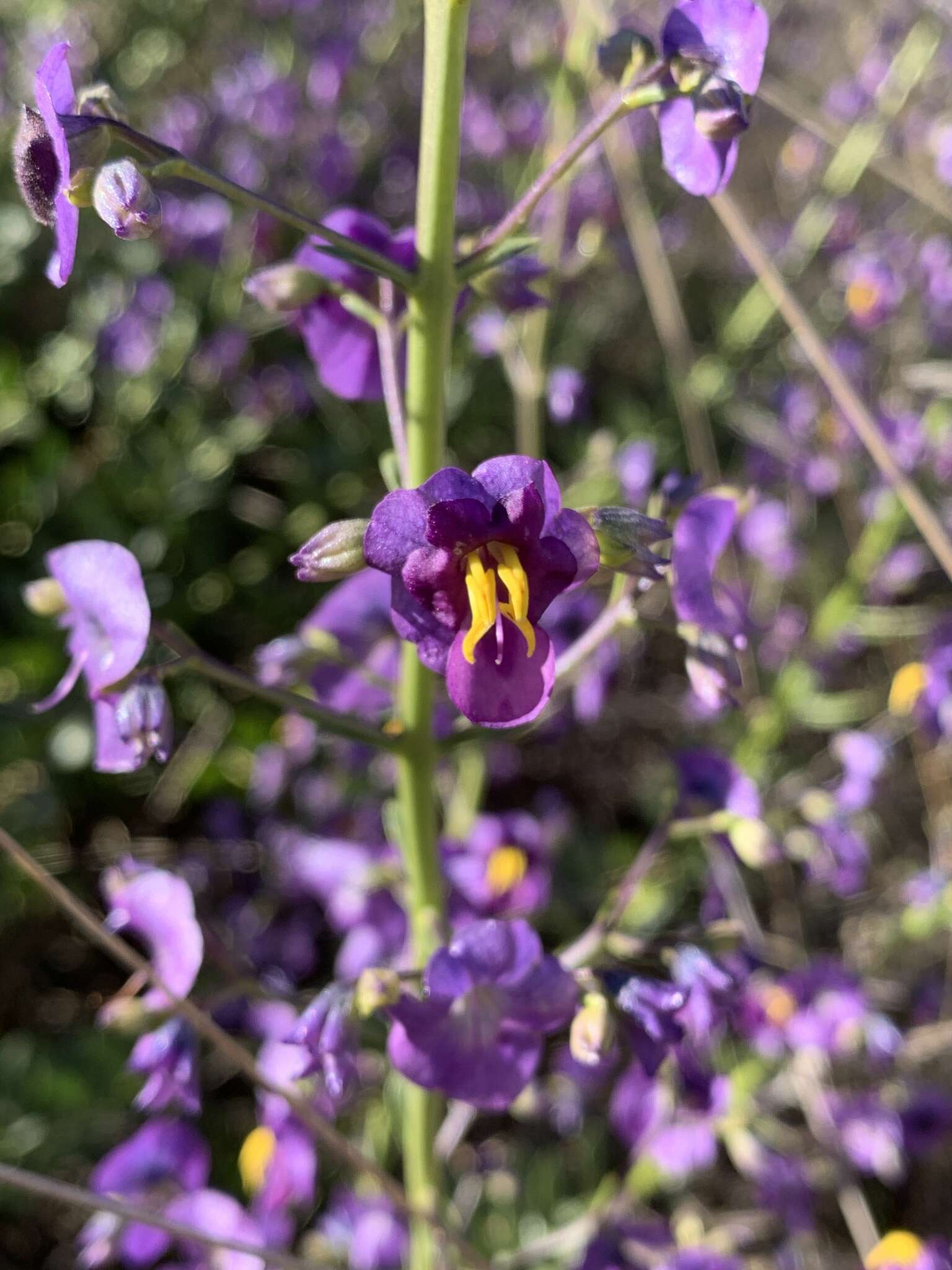 Image of Cyanostegia cyanocalyx (F. Muell.) C. A. Gardner