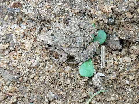 Image of Jerdon's Bullfrog