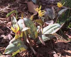 Image of dimpled troutlily