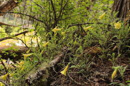 Image of Polemonium pauciflorum subsp. melindae (Rzed., Calderón & Villarreal) J. M. Porter & L. A. Johnson