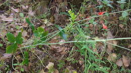 Image of red larkspur