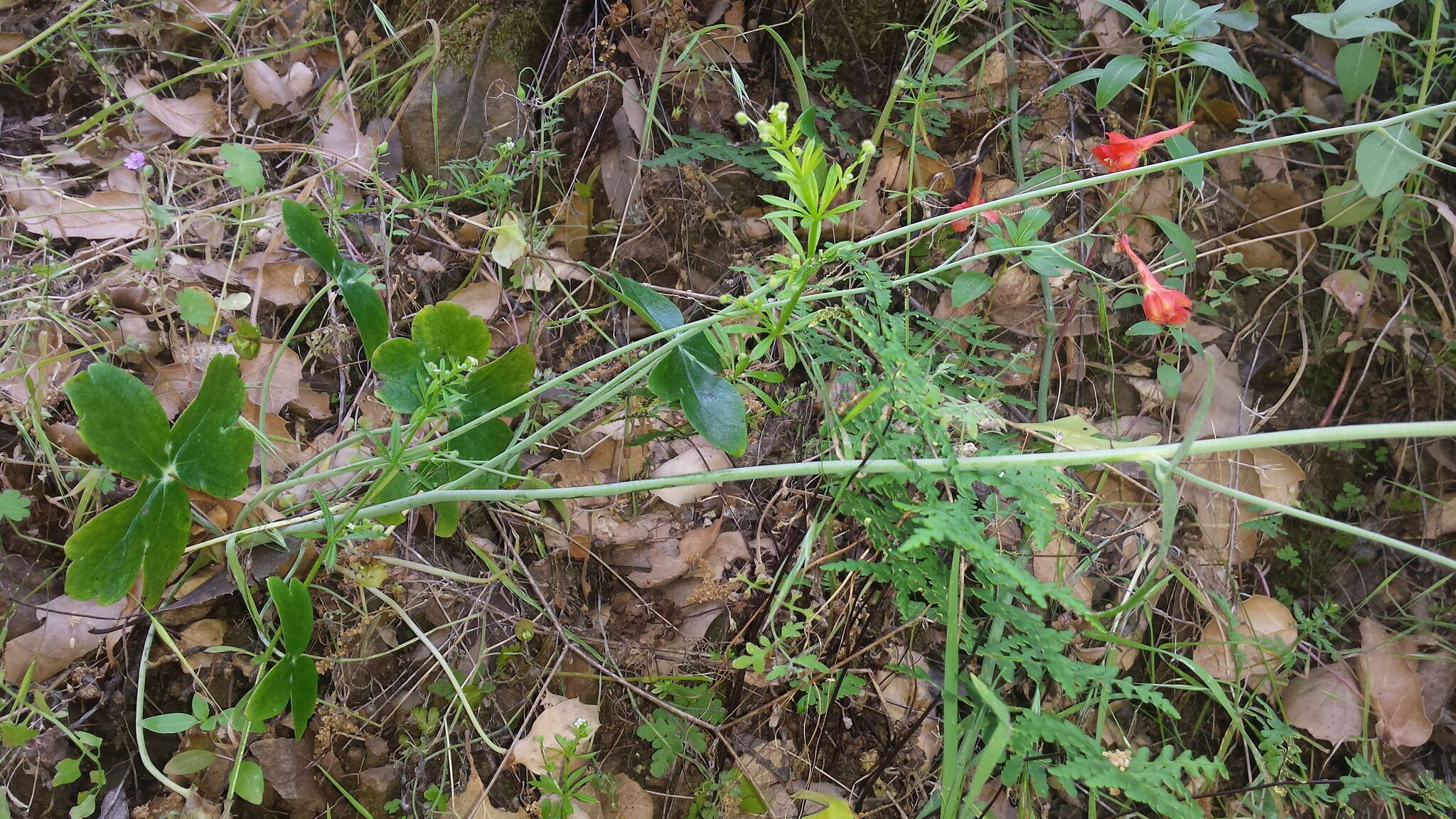 裸茎翠雀花的圖片