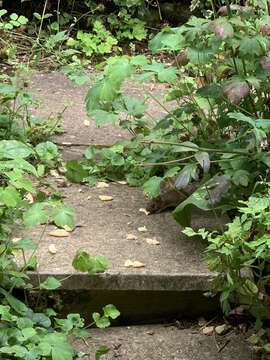 Image of wood mouse, long-tailed field mouse